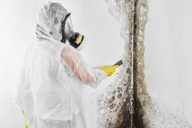 Crawl Space Mold Removal in Marco Island, FL