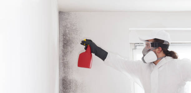 Mold Removal Process in Marco Island, FL